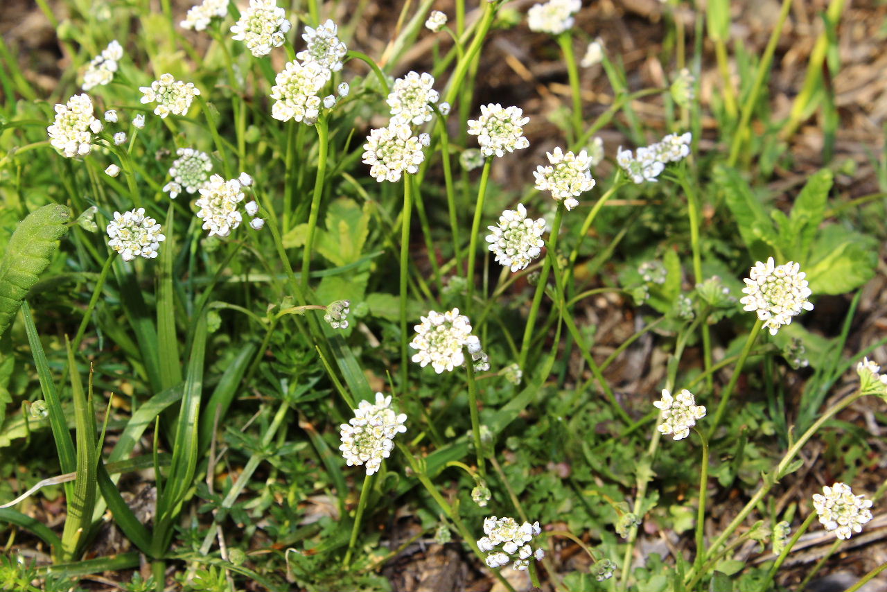 Teesdalia nudicaulis / Teesdalia a fusto nudo